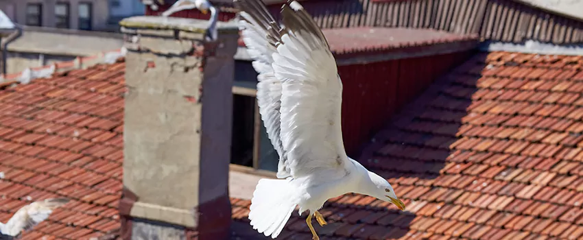 Residential Chimney Animal Removal Solution in Central Point, OR